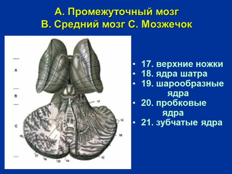 A. Промежуточный мозг  B. Средний мозг C. Мозжечок     17.
